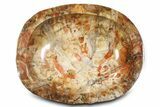 Polished Petrified Wood Bowl ( lbs) - Madagascar #317039-2